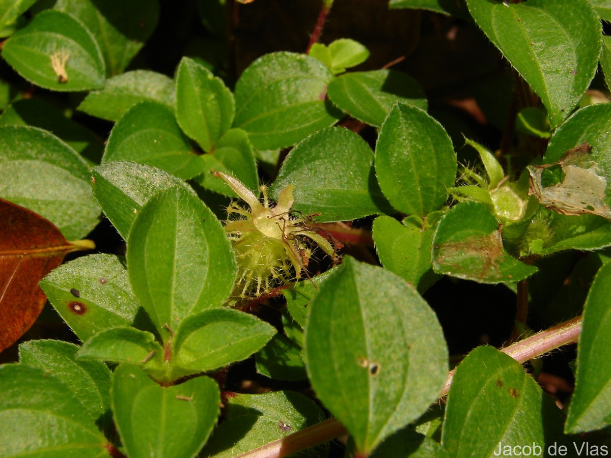 Heterotis rotundifolia (Sm.) Jacq.-Fél.